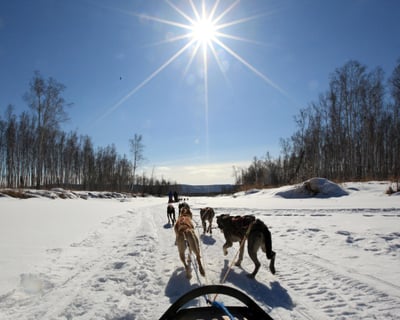 2-Hour Dog Mushing Tour From Fairbanks