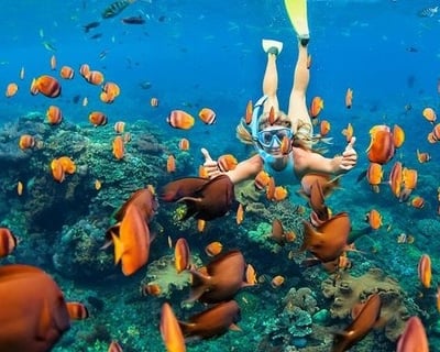 2-Hour Guided Snorkel Tour in Oahu Marine Sanctuary