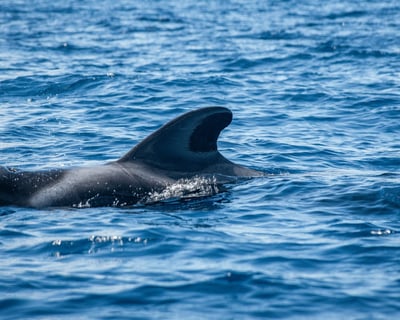 Santa Barbara Gray Whale Sailing Cruise