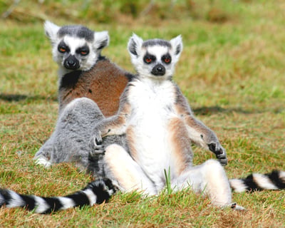 Self-Guided Wildlife Center Tour in Lamont
