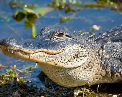 Everglades Airboat & Millionaire's Row Cruise Combo
