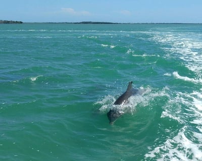 3-Hour Dolphin Watching & Snorkeling Cruise in the Keys