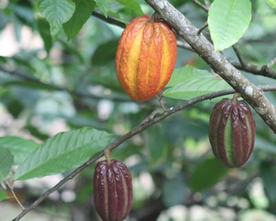 Cacao Farm Walking Tour in Fajardo