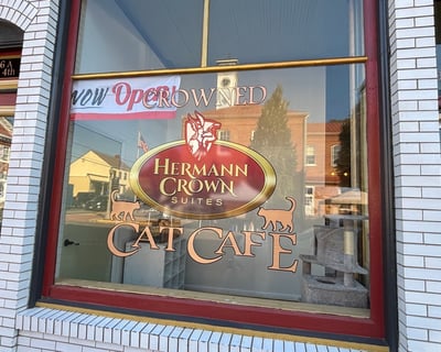 Rescue Cat Cafe Experience in Hermann
