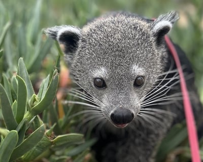 Guided Bearcat Walk in Bonsall
