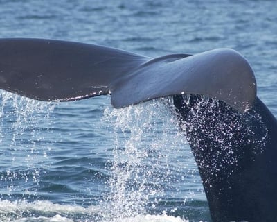 Right Whale Lecture & Exhibit in Tybee Island