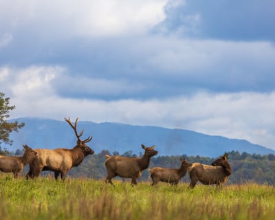 Elk Viewing Guided Tour in Virginia's Elk Zone