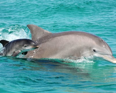 Dolphin Sightseeing Sail Aboard the Footloose Catamaran