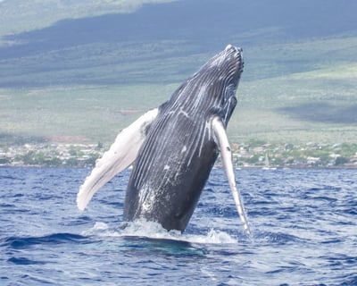 Molokini Crater Snorkel & Whale Watch Cruise