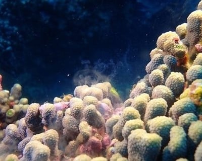 3-Day Flower Garden Diving Cruise From Freeport