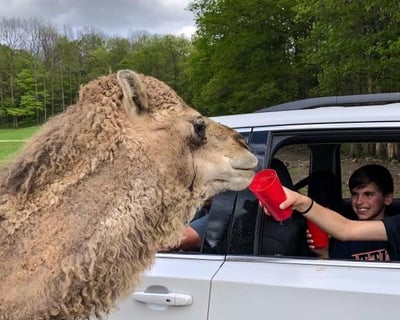 Self-Drive 2.2-Mile Safari Tour in Varysburg
