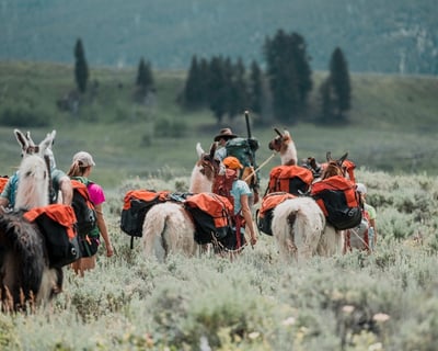 Guided 1-Hour Llama Hike at Capitol Reef