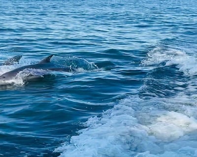 Indian River Lagoon Wildlife Cruise