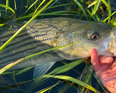 Evening Striped Bass Fishing Charter in Sea Isle City