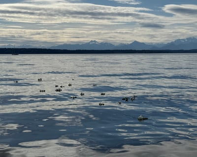 Seattle Memorial at Sea Charter