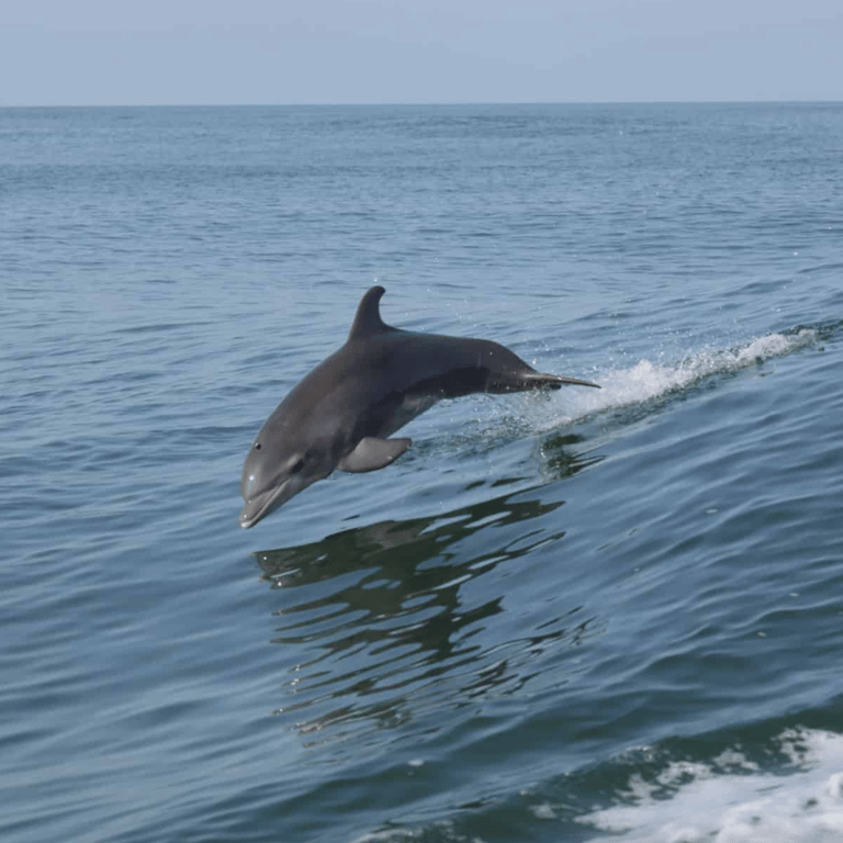 3-Hour Dolphin Cruise in Orange Beach