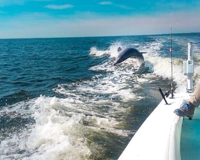 Dolphin & Shelling Boat Tour of St. George Island