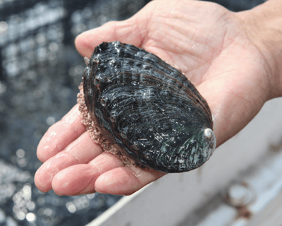 Kona Abalone Farm Tour and Tasting