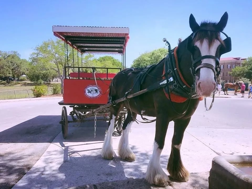 Historic Horse-Drawn Carriage Tour of Beaufort