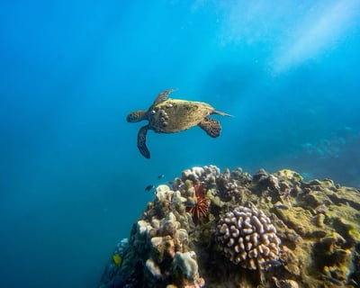 Private North Shore Snorkel & Fishing Charter