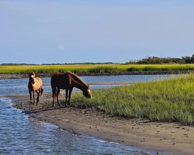 Tiki Boat Tour in Beaufort with Wild Horses