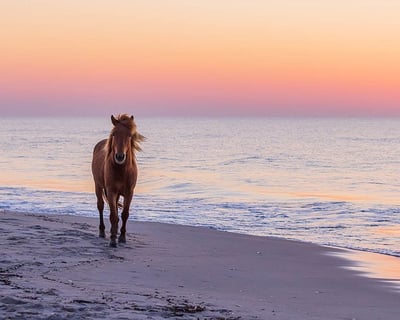See Wild Horses & Dolphins at Sunset in Beaufort