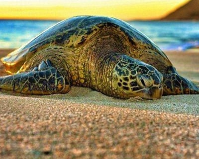 Surf, Spot Sea Turtles & Shave Ice in 3 Hours