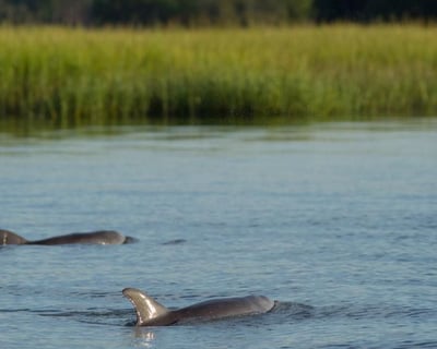 Broad Creek Dolphin Watch with Naturalist