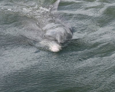 Naturalist-Led Dolphin & Vanishing Island Cruise