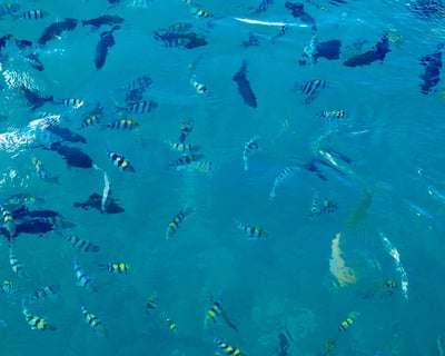 Private Glass Bottom Boat Charter in Honolulu