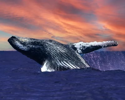 Waikiki Sunset Whale Watch Cruise