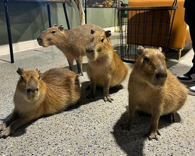 Capybara Encounter in St. Augustine