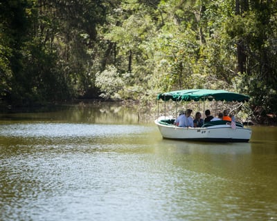 Alligator and Wildlife Boat Tour in Sea Pines Forest Preserve