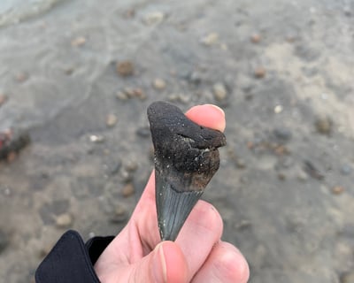 Shark Tooth Island Shelling Cruise, Hilton Head