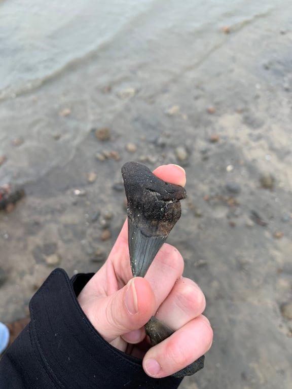 Shark Tooth Island Shelling Cruise from Hilton Head