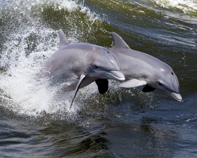 Hilton Head Dolphin Cruise with Donut Bar