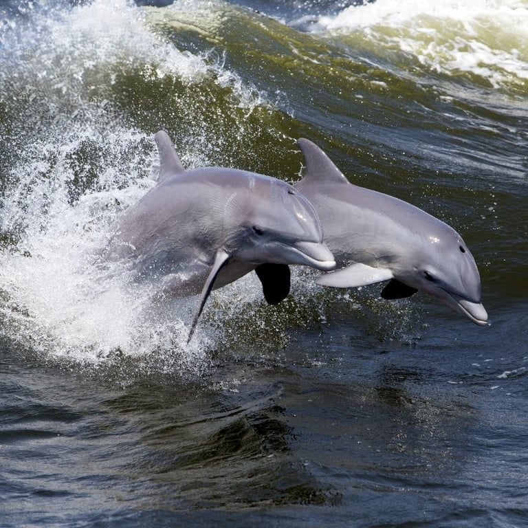 Donuts & Dolphins Cruise