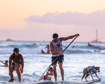 Dog Surfing Experience - North Shore