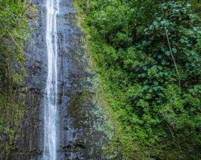 Oahu Jungle Hike: Kalawahine or Manoa Falls