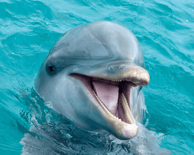 Bradenton Beach Dolphin & Wildlife Eco Tour