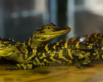 Gator Experience VIP