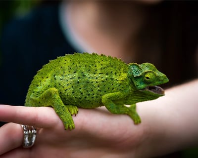 Kahului Rainforest Waterfall Hike & Swim