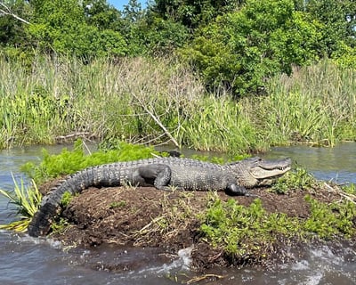 Small-Boat Airboat Swamp Tour with Downtown Pickup