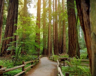 Private Muir Woods and Sausalito Tour