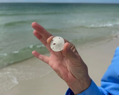 Shell Island Snorkeling with Round-Trip Shuttle