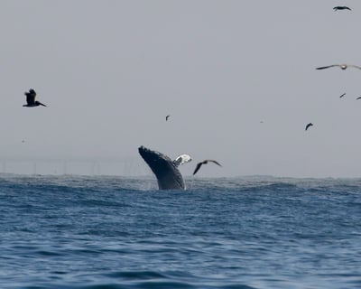 Golden Gate Whale Watch