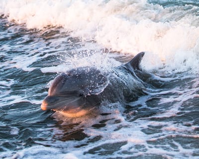 Sunset Dolphin Tour