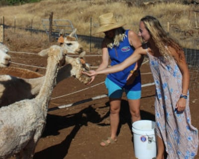 Maui Dragon Fruit Farm Alpaca Tour
