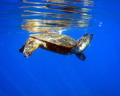 Makena Turtle Town Kayak and Snorkel Eco Adventure