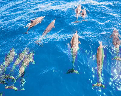 Ka'anapali Wild Dolphin Sail